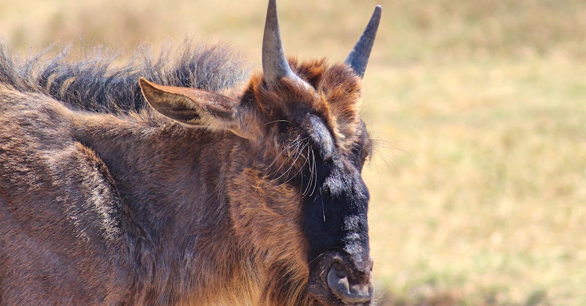 découvrez la fraise mara des bois, reconnue pour sa saveur sucrée et son parfum intense rappelant la fraise des bois. idéale pour les jardins, cette variété gourmande ravira petits et grands gourmets.