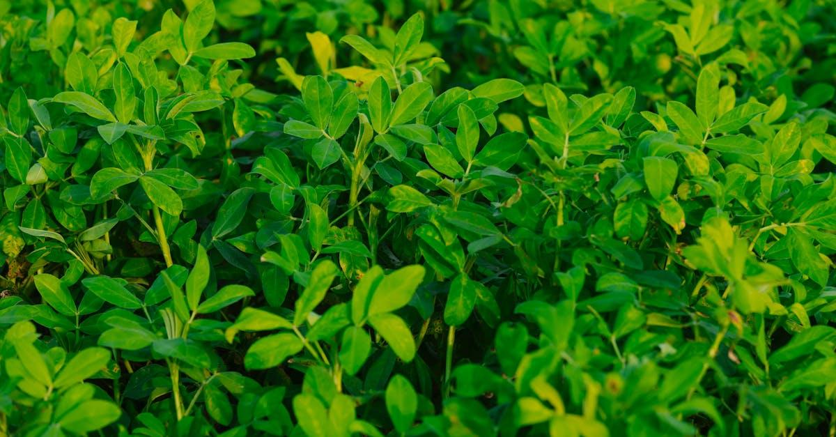 découvrez comment cultiver le mesclun chez vous grâce à nos conseils pratiques et étapes faciles. apprenez à semer, entretenir et récolter ce mélange savoureux de jeunes pousses pour profiter de salades fraîches tout au long de la saison.