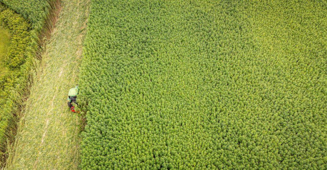 découvrez les secrets de la culture du mesclun, un mélange savoureux de jeunes feuilles de salade. apprenez les meilleures pratiques pour le semis, l'entretien et la récolte afin de profiter d'une récolte abondante et délicieuse directement dans votre jardin.