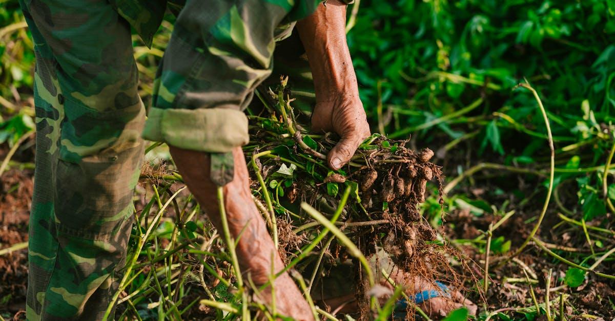 découvrez les secrets de la culture du mesclun, une délicieuse mélodie de jeunes pousses. apprenez les meilleures pratiques pour cultiver ce mélange savoureux chez vous, que ce soit en pleine terre ou en pot. transformez votre jardin en un véritable trésor gourmand avec nos conseils simples et efficaces.