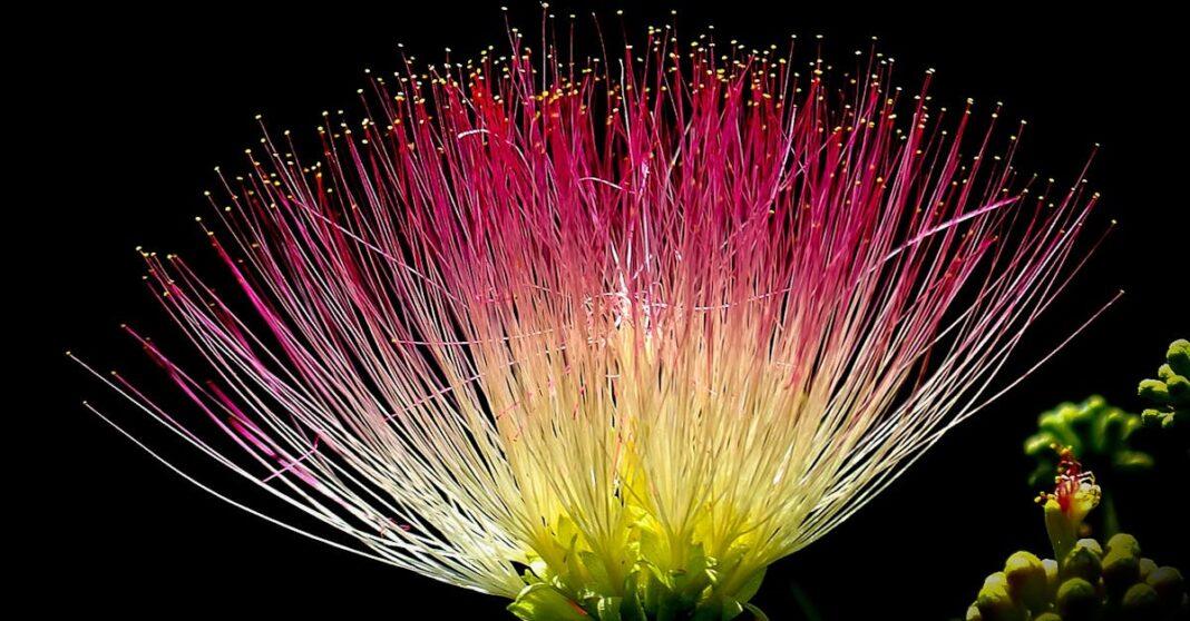 découvrez tout sur le mimosa : histoire, signification, conseils de culture et astuces pour profiter de sa floraison éclatante dans votre jardin ou en bouquet.