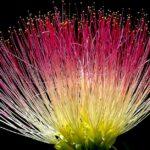 découverte du mimosa, un arbre élégant aux fleurs pomponnées jaunes découvrez tout sur le mimosa : histoire, signification, conseils de culture et astuces pour profiter de sa floraison éclatante dans votre jardin ou en bouquet.