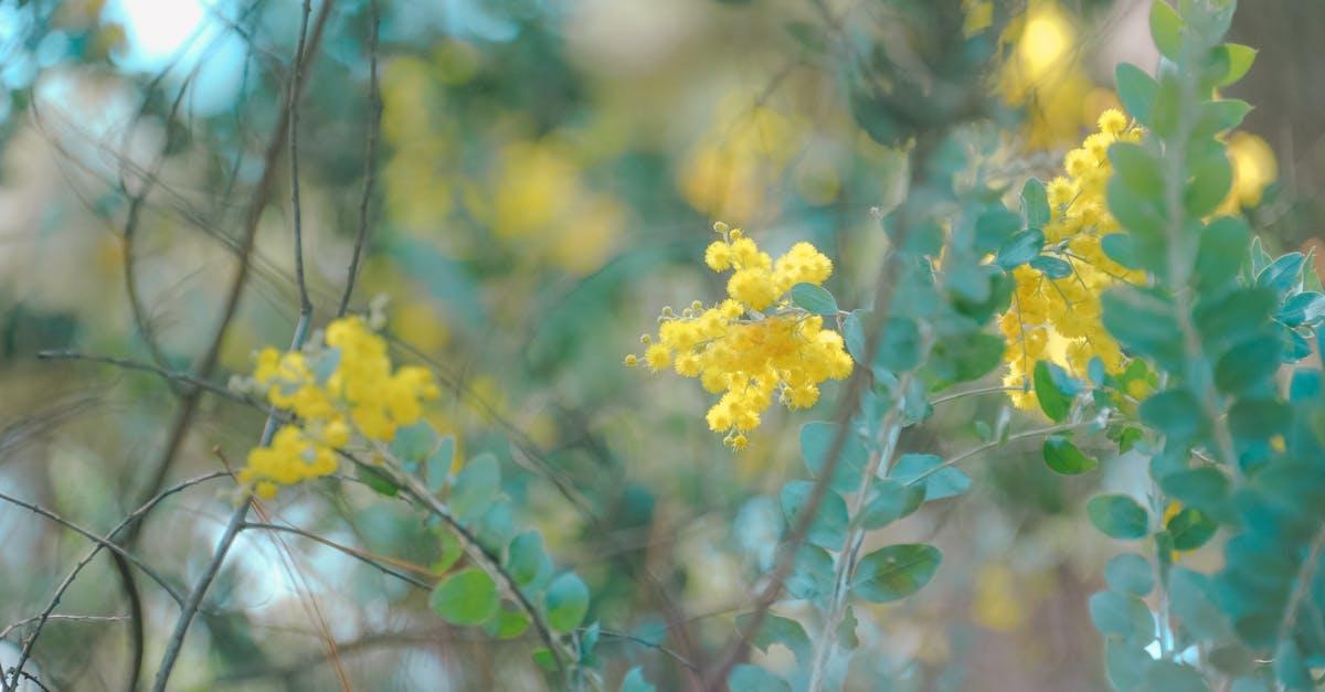 découvrez tout sur le mimosa : cette plante éclatante aux fleurs jaunes parfumées, idéale pour décorer vos jardins ou intérieurs. conseils de culture, variétés, entretien et astuces pour profiter de sa floraison spectaculaire.