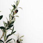 concepts innovants pour aménager un jardin méditerranéen moderne découvrez comment créer un jardin méditerranéen moderne avec des plantes adaptées, des aménagements élégants et des conseils d'entretien pour un espace extérieur convivial et tendance.