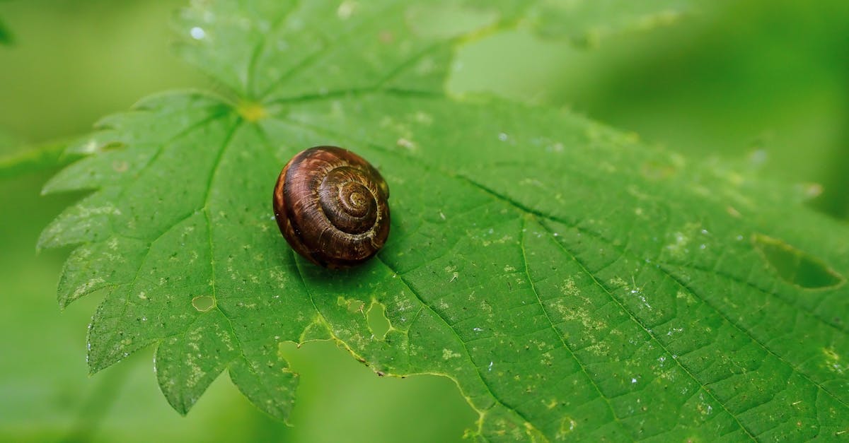 célébrez le naked gardening day ! découvrez l'origine de cette journée originale, ses bienfaits et des conseils pour jardiner nu en toute sécurité et liberté dans votre jardin.