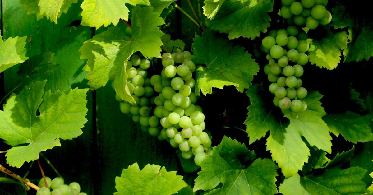 découvrez les meilleurs engrais naturels pour nourrir vos plantes, améliorer la santé de votre sol et favoriser une agriculture respectueuse de l’environnement. conseils et astuces pour jardiner de façon écologique.