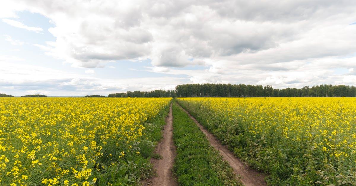 découvrez les engrais naturels : des solutions écologiques pour enrichir votre sol, stimuler la croissance de vos plantes et pratiquer un jardinage respectueux de l'environnement.