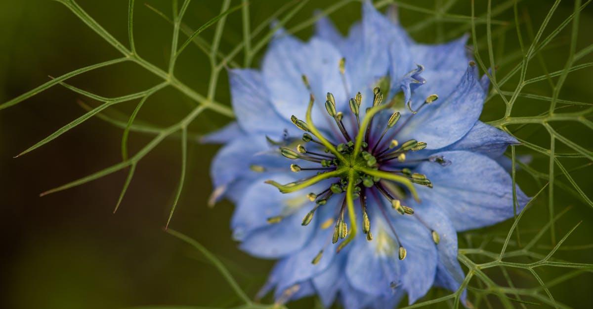 découvrez les bienfaits de la nigelle, également appelée nigella ou cumin noir, une plante aux nombreuses vertus médicinales et culinaires. apprenez à l’utiliser en cuisine, en cosmétique ou en complément alimentaire grâce à nos conseils experts.