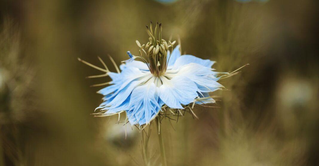 découvrez les bienfaits de la nigella, aussi appelée cumin noir, une plante aux multiples vertus utilisées en cuisine et en remède naturel pour renforcer la santé et sublimer vos plats.