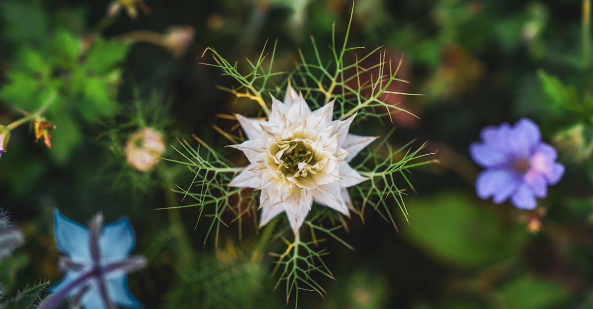 découvrez les nombreux bienfaits de la nigella, aussi appelée cumin noir : une plante aux propriétés exceptionnelles pour la santé, utilisée en cuisine et en phytothérapie depuis des siècles.
