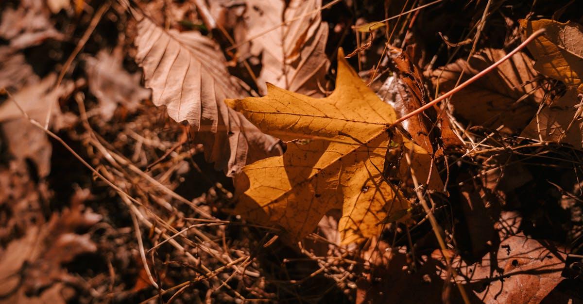 découvrez la laitue feuille de chêne : une salade tendre et savoureuse, idéale pour vos plats frais et sains. conseils de culture, bienfaits nutritionnels et idées de recettes.
