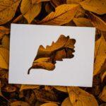 Découvrez la culture de la laitue feuille de chêne découvrez la laitue feuille de chêne, une salade tendre et savoureuse idéale pour vos repas frais. apprenez à reconnaître, cultiver et cuisiner cette variété appréciée pour sa texture délicate et ses bienfaits nutritionnels.