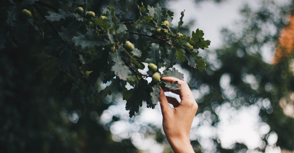 découvrez la laitue feuille de chêne : une salade tendre aux feuilles légèrement découpées, idéale pour des plats frais et croquants. infos sur ses bienfaits, variétés et astuces de culture.