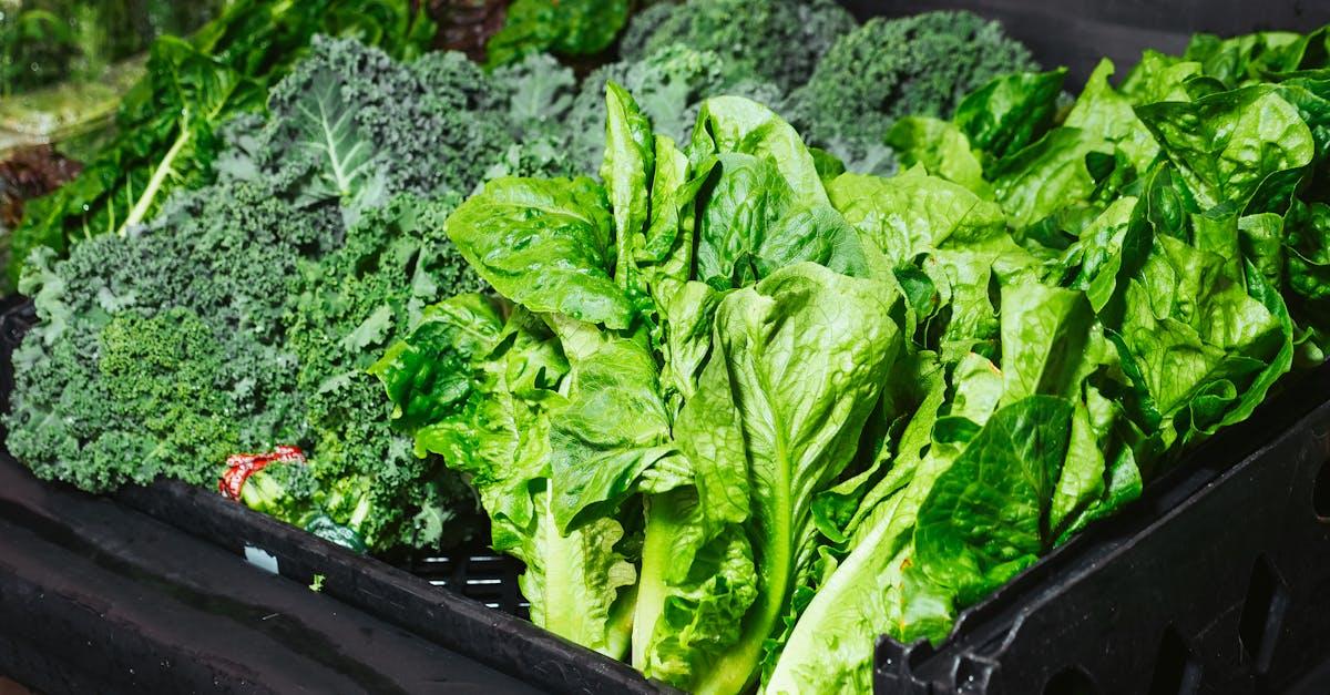 découvrez la laitue feuille de chêne, une salade croquante et savoureuse idéale pour vos recettes fraîches. profitez de ses feuilles tendres et de son goût subtil pour agrémenter vos plats estivaux.