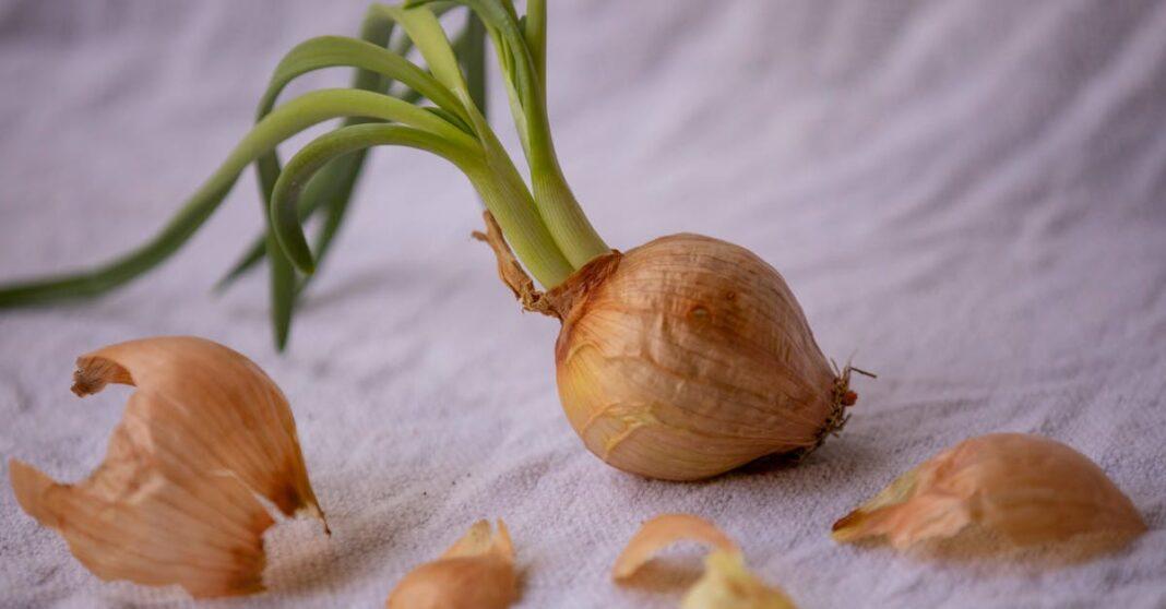 découvrez notre guide complet pour la plantation d'oignons, comprenant des conseils pratiques sur la préparation du sol, le choix des variétés, et les techniques de culture pour garantir une récolte abondante et savoureuse.