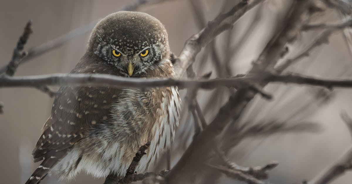 découvrez tout ce qu'il faut savoir sur les chouettes : caractéristiques, habitat, alimentation et curiosités fascinantes sur cet oiseau nocturne emblématique.