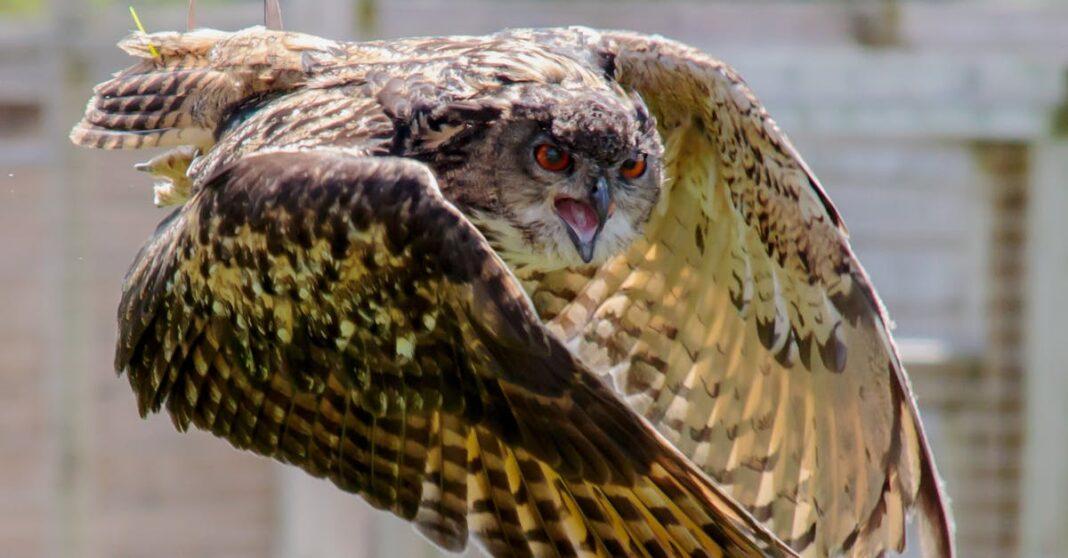 découvrez tout sur la chouette : ses caractéristiques fascinantes, son habitat, ses habitudes nocturnes et son rôle important dans l'écosystème. apprenez à identifier les différentes espèces de chouettes et leur symbolique à travers les cultures.
