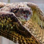 Une chouette hulotte fait son nid dans le jardin découvrez tout sur la chouette : ses caractéristiques fascinantes, son habitat, ses habitudes nocturnes et son rôle important dans l'écosystème. apprenez à identifier les différentes espèces de chouettes et leur symbolique à travers les cultures.