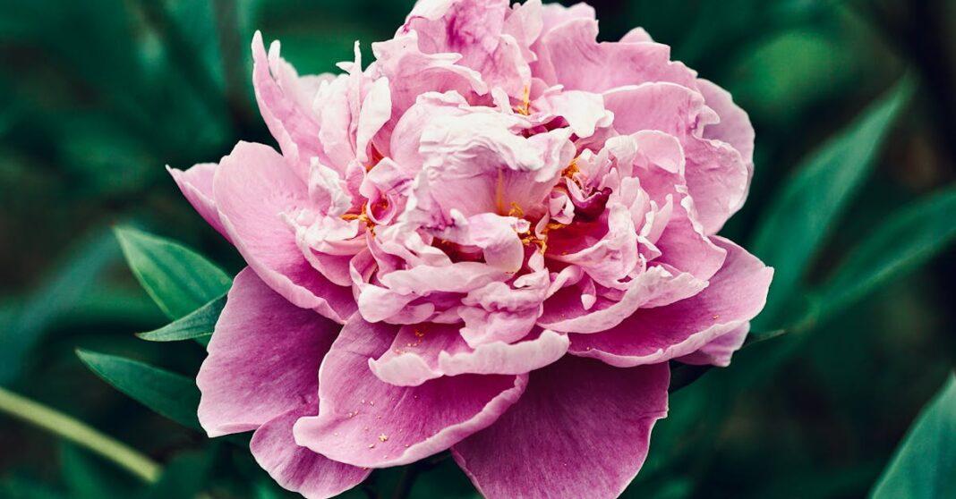 découvrez le paulownia, un arbre aux multiples atouts : croissance rapide, bois léger et écologique, solutions envisageables pour l’agroforesterie, la sylviculture durable et l'embellissement des espaces verts.