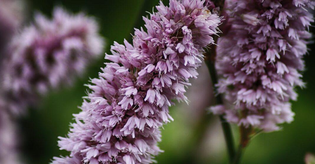 découvrez la persicaria, une plante vivace ornementale appréciée pour sa floraison colorée et son feuillage décoratif, idéale pour embellir jardins et massifs. conseils de culture, entretien et variétés.