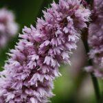 découvrez la persicaria, une plante vivace ornementale appréciée pour sa floraison colorée et son feuillage décoratif, idéale pour embellir jardins et massifs. conseils de culture, entretien et variétés.