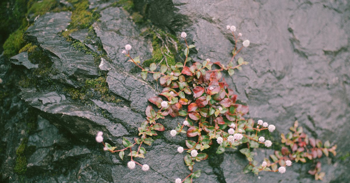 découvrez persicaria, une plante vivace ornementale appréciée pour son feuillage luxuriant et ses fleurs colorées. conseils de culture, variétés et entretien pour un jardin éclatant toute l'année.