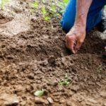 Guide pratique pour la plantation des griffes de renoncules découvrez nos conseils et astuces pour réussir le planting, de la préparation du sol à l’entretien des plantes. apprenez à planter fleurs, légumes et arbustes pour un jardin florissant.