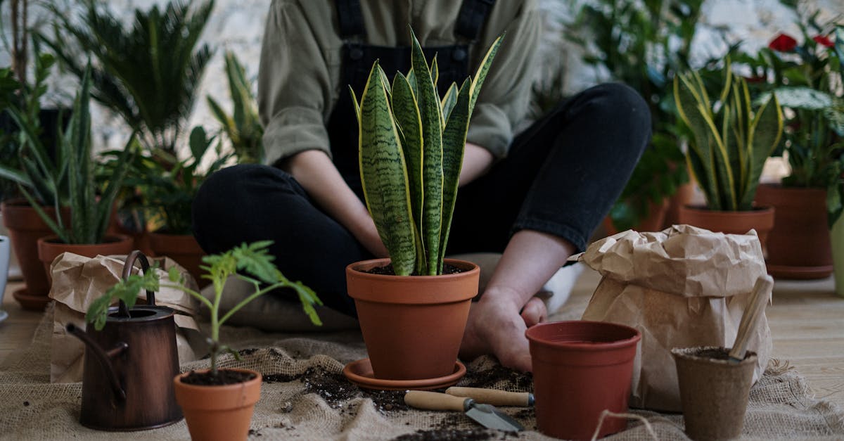 découvrez nos conseils et astuces pour réussir le planting : choix des plantes, préparation du sol et techniques efficaces pour un jardin florissant toute l'année.