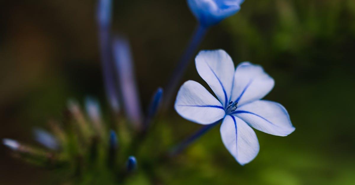 découvrez le plumbago, une plante ornementale aux fleurs éclatantes et au feuillage luxuriant. apprenez tout sur ses variétés, ses soins et son entretien pour embellir votre jardin ou votre intérieur.