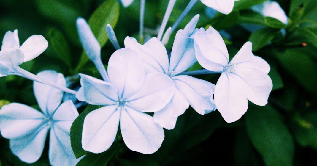 découvrez le plumbago, une plante ornementale à fleurs magnifiques, idéale pour embellir votre jardin. apprenez tout sur ses caractéristiques, son entretien et ses variétés.