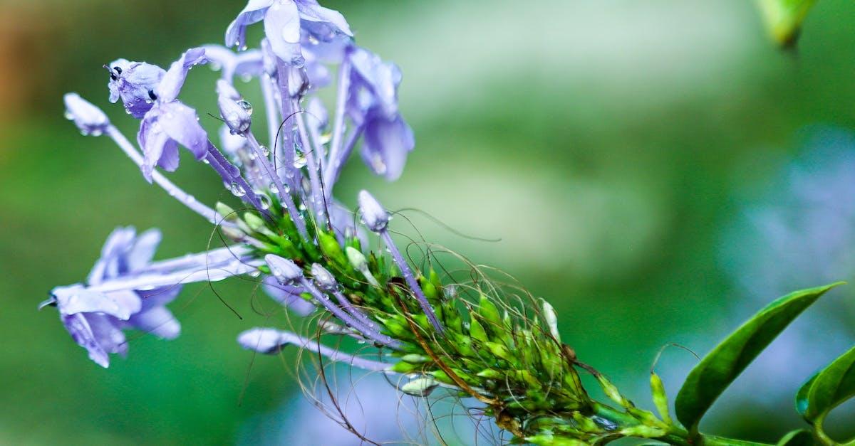 découvrez le plumbago, une plante ornementale aux fleurs éclatantes et au feuillage attrayant. apprenez tout sur ses caractéristiques, son entretien et comment l'intégrer dans votre jardin pour égayer votre espace extérieur.