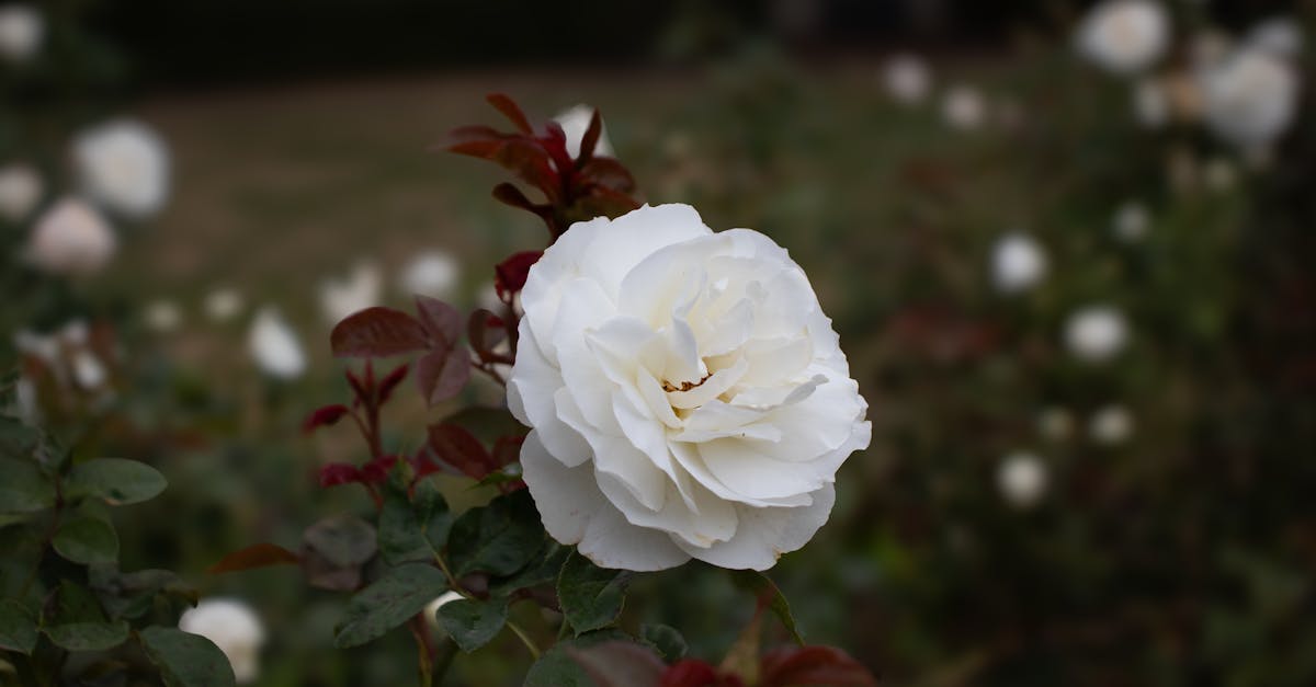 découvrez le polyantha, un rosier réputé pour ses bouquets de petites fleurs éclatantes et sa floraison généreuse. idéal pour les massifs et bordures, il apporte couleur et parfum au jardin tout au long de la saison.