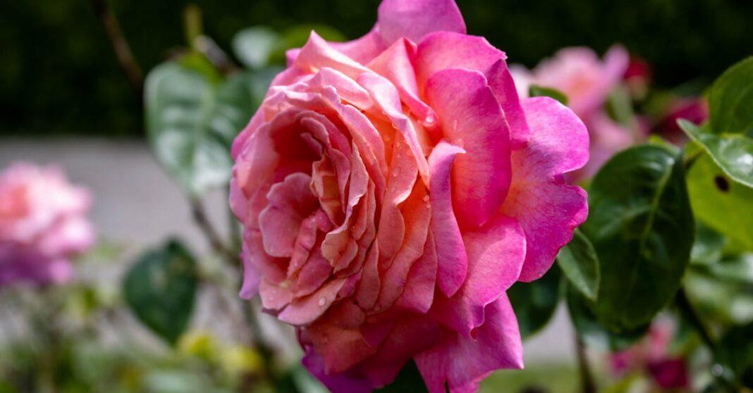 découvrez le rosier polyantha, une variété de rosier célèbre pour ses bouquets abondants de petites fleurs colorées, idéale pour les jardins et massifs grâce à sa floraison longue et généreuse.