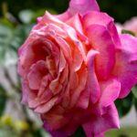 Le rosier polyantha : un buisson généreux en floraison découvrez le rosier polyantha, une variété de rosier célèbre pour ses bouquets abondants de petites fleurs colorées, idéale pour les jardins et massifs grâce à sa floraison longue et généreuse.