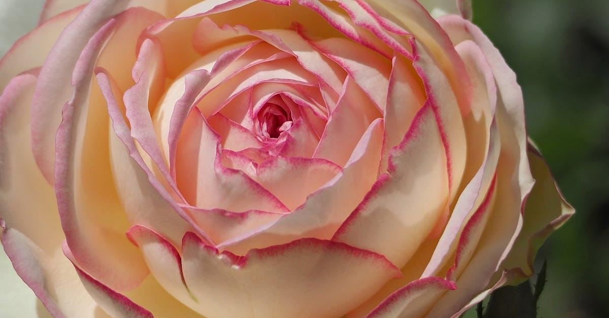 découvrez le polyantha, une variété de rosier réputée pour ses petites fleurs abondantes et sa floraison continue. idéal pour enjoliver les massifs et créer de magnifiques bordures dans votre jardin.