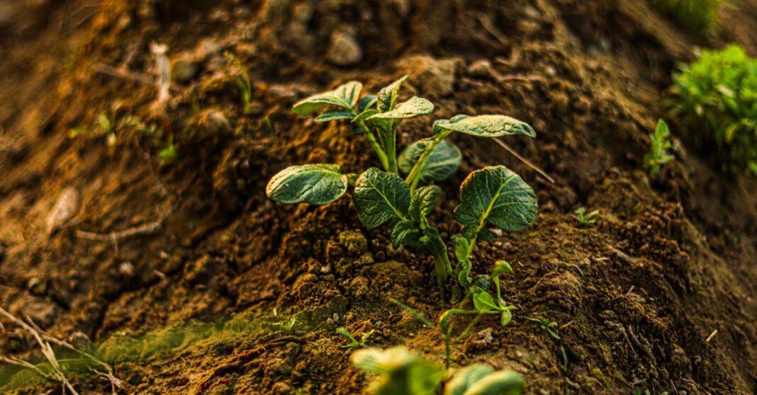 découvrez les meilleures pratiques pour la culture des pommes de terre, des conseils sur la sélection des variétés à la récolte, en passant par des techniques de plantation et d'entretien pour optimiser votre rendement.