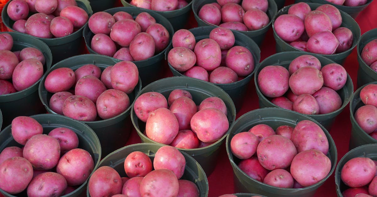 découvrez les secrets de la culture de la pomme de terre : techniques, conseils et meilleures pratiques pour réussir vos récoltes. apprenez à optimiser votre jardin ou votre exploitation agricole avec des astuces incontournables !