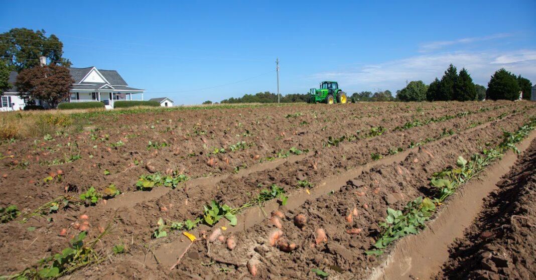 découvrez tout sur la culture de la pomme de terre : conseils de plantation, étapes de croissance, entretien du sol et astuces pour une récolte abondante et réussie.