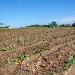 découvrez tout sur la culture de la pomme de terre : conseils de plantation, étapes de croissance, entretien du sol et astuces pour une récolte abondante et réussie.