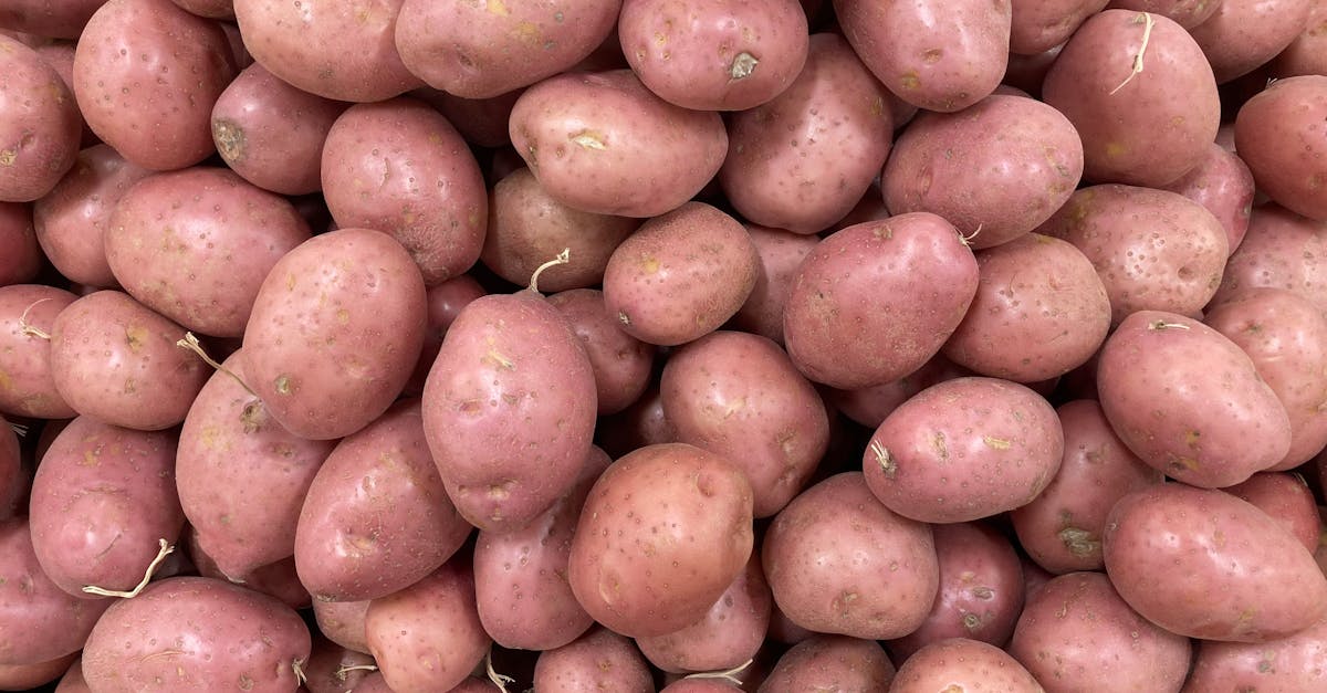 découvrez toutes les étapes clés de la culture de la pomme de terre : préparation du sol, plantation, entretien et récolte pour obtenir des tubercules sains et abondants.