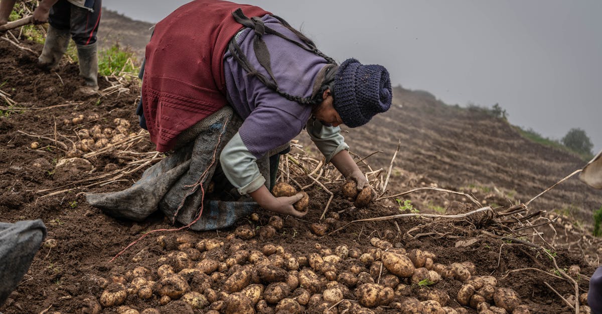 découvrez comment réussir la culture de pommes de terre : conseils sur la préparation du sol, la plantation, l’entretien et la récolte pour obtenir une production abondante et de qualité.