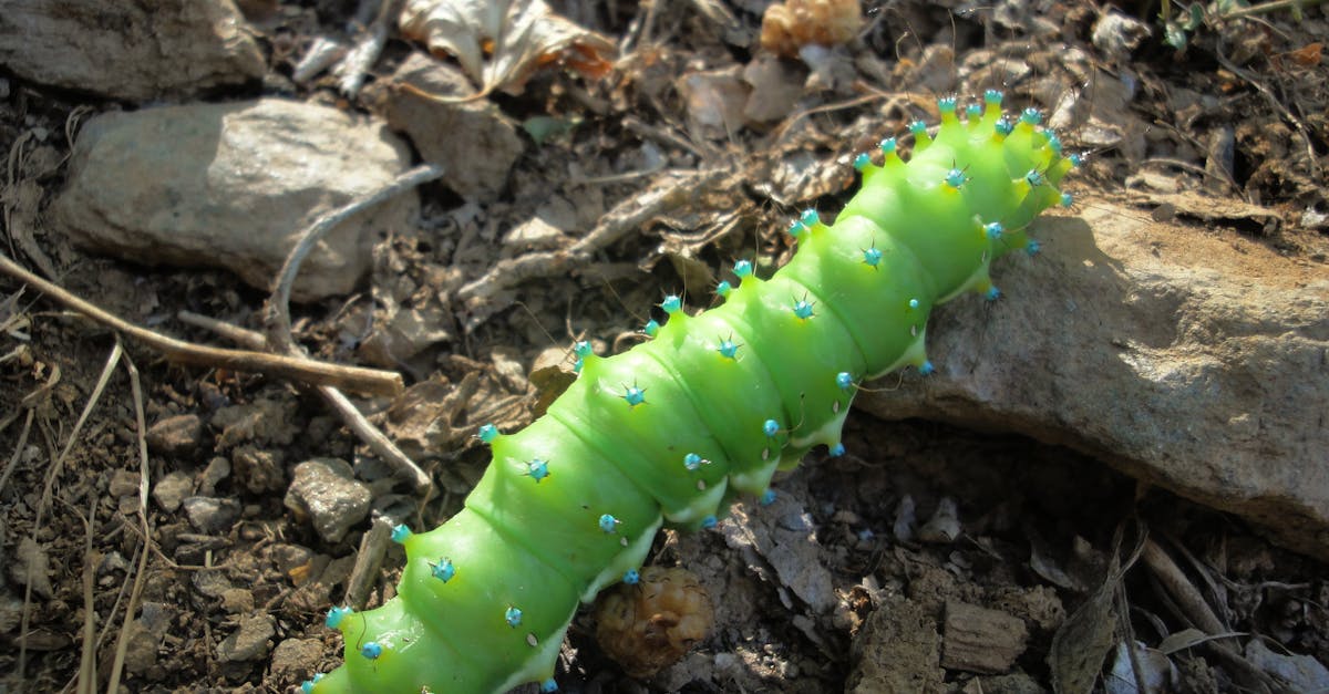 découvrez tout ce qu'il faut savoir sur les chenilles processionnaires : leur identification, leur cycle de vie, les dangers pour l'homme et les animaux, ainsi que les solutions pour s'en protéger efficacement.