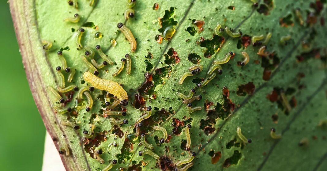 découvrez tout ce qu'il faut savoir sur les chenilles processionnaires : leur cycle de vie, les dangers qu'elles représentent pour l'homme et les animaux, ainsi que les solutions pour s'en protéger efficacement.