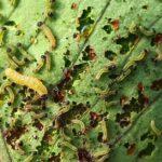 découvrez tout ce qu'il faut savoir sur les chenilles processionnaires dans votre jardin découvrez tout ce qu'il faut savoir sur les chenilles processionnaires : leur cycle de vie, les dangers qu'elles représentent pour l'homme et les animaux, ainsi que les solutions pour s'en protéger efficacement.