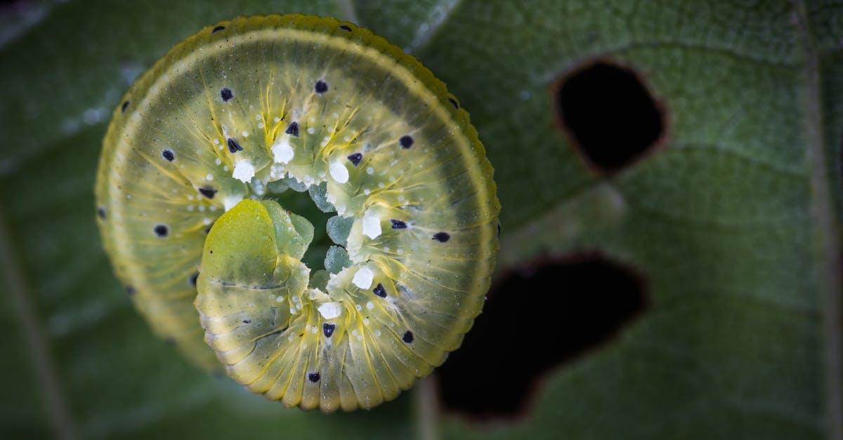 découvrez tout ce qu'il faut savoir sur les chenilles processionnaires : leur cycle de vie, les dangers pour l'homme et les animaux, ainsi que les solutions efficaces pour s'en protéger.