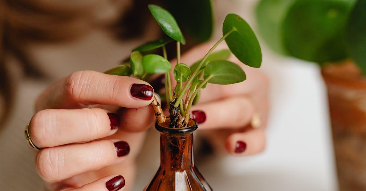 découvrez les différents types de propagation, de la reproduction végétale à la diffusion des ondes, et explorez comment ces processus jouent un rôle essentiel dans l'évolution des écosystèmes et des technologies.