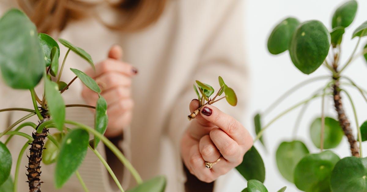 découvrez le phénomène de la propagation, un processus fascinant qui concerne la diffusion d'informations, d'ondes ou de phénomènes à travers divers médiums. explorez comment la propagation influence notre quotidien et les sciences.