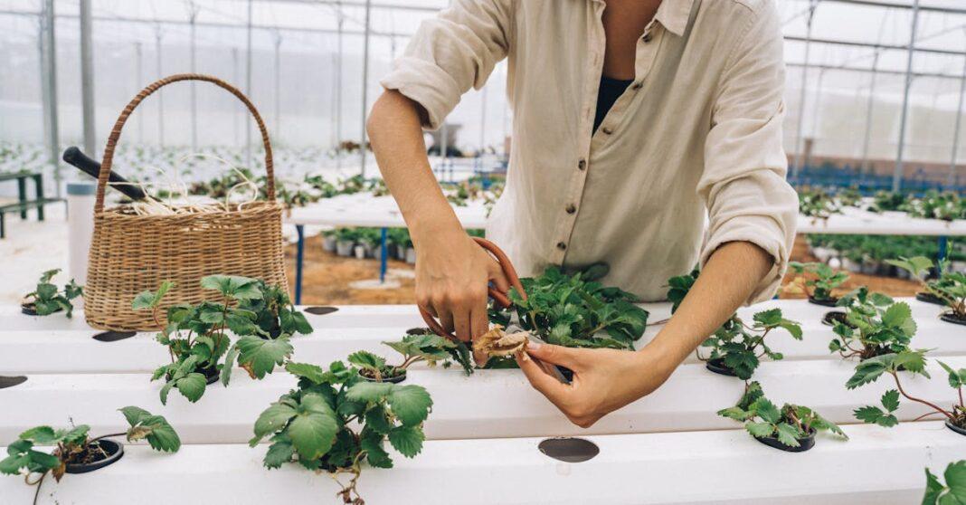 découvrez les techniques de pruning pour entretenir vos arbres et plantes, favoriser leur croissance et améliorer leur santé. conseils, outils et astuces pour un élagage réussi.