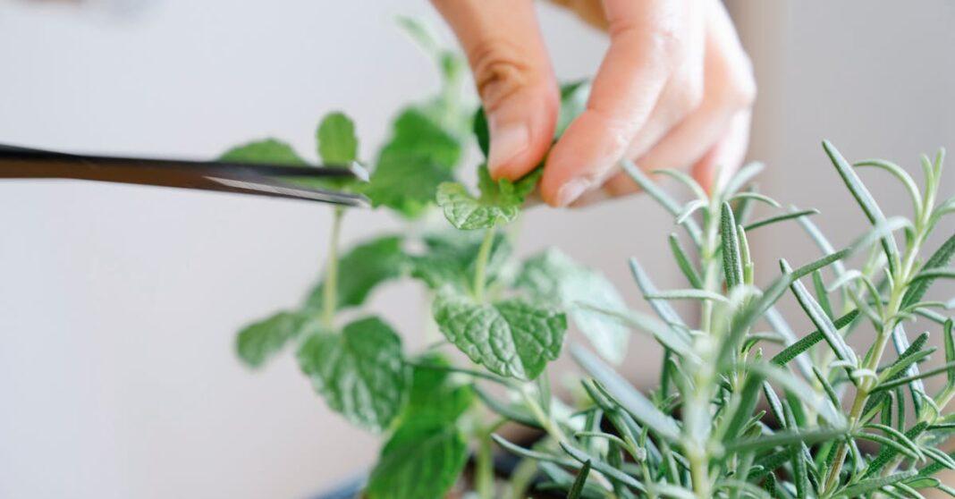 découvrez tout ce qu'il faut savoir sur le pruning : techniques, conseils et avantages pour améliorer la croissance de vos plantes et optimiser vos récoltes en jardinage.