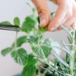 L'art de la taille des rosiers remontants découvrez tout ce qu'il faut savoir sur le pruning : techniques, conseils et avantages pour améliorer la croissance de vos plantes et optimiser vos récoltes en jardinage.